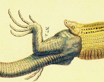 American Snake Eats Lizard Herpetology Natural History Lithograph Chart Poster Print To Frame