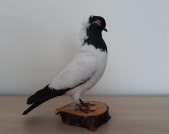 Taxidermy Fancy Pigeon