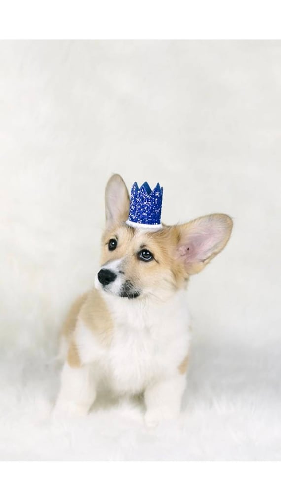 Dog Birthday Hat || Dog Birthday Crown || Animal Birthday Crown || Pet Accessory || Dog Party Hat || Kitty Cat Pig Birthday Hat