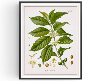 COFFEE ARABICA - Botanical Print - Vintage Botanical - Coffee Art - Medicinal Plant - Botany Print - Plant Decor - Kitchen Decor - Unframed