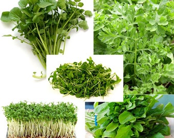 300+ ORGANICALLY GROWN Cress Salad Blend Seeds Mix 5 Varieties Heirloom NON-Gmo