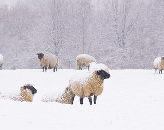 Snow Resistance - Fine Art Photography Print