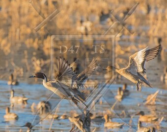 Original wildlife photography rendering an image of Pintail Ducks taking flight, Pintail duck wildlife wall art, ducks flying, Pintails