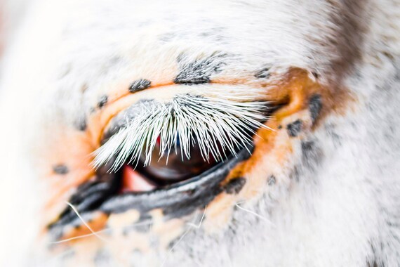 Horse Prints "Appaloosa Eye", Large Horse Prints, Equine Art Prints, Equestrian Art Prints, Appaloosa Horse
