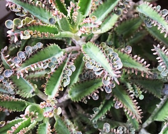 2 Kalanchoe daigremontiana 'Mother of Thousands' Cuttings(3-4")