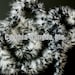 White / Black mixture 15 Grams Marabou Feather Boa 6 Feet Long Crafting Sewing Trim Hair Bows Wedding Halloween Costume Decoration 9L51