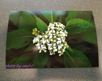 Heart of Flowers