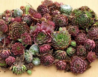 Assorted mini sempervivum succulent cuttings