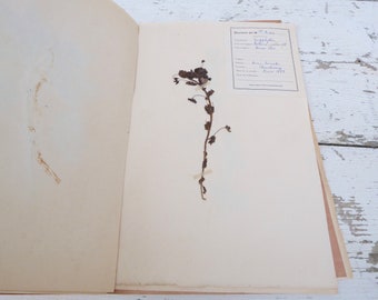 Vintage 1939 French herbarium/botanical plate/ Caryophillées /mouron bleu