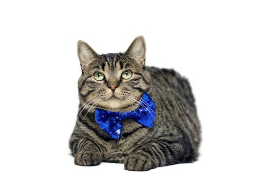 Cat Bow Tie || Bowtie for Kitty || Pet Bow Tie || Cat Costume