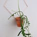 Diamond Back Wall Planter // Geometric planter // minimalist, simple, wall mount, plant holder, modern, planter, home decor, indoor garden