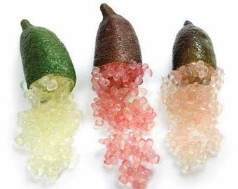 Mixed Finger Lime Green Red Pink Fruit 20 seeds heirloom pomegranate a must for home garden