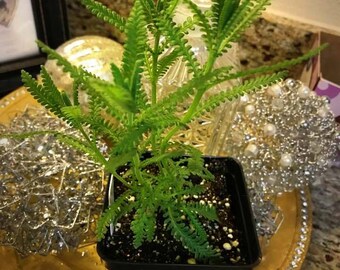 Fragrant 'French' Lavender Plants!