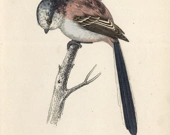 handcoloured engraving longtailed tit 1860