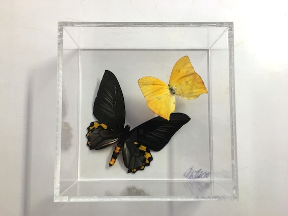 SUNLIGHT! - Real butterfly display