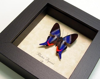 Real Sapphire Butterfly Conservation Quality Display 114
