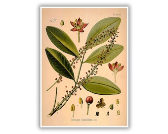 Jaborandi Botanical Print, Pilocarpus, Plant Botany Illustration, Garden Herb Art Poster, Medicinal Plants, MOBO49