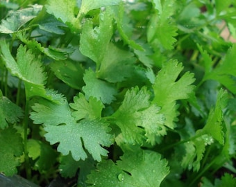 Organic Cilantro Seeds- Chinese Parsley- Coriander- Herb- 200+ Seeds