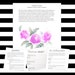 THE PEONY PACKET: A Beginner's Guide to Modern Calligraphy