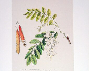 Vintage Botanical Print 1984 Color Art Original Book Plate 171 Beautiful Locust Tree Plant Branch Leaves Seeds Chart Garden Nature to Frame