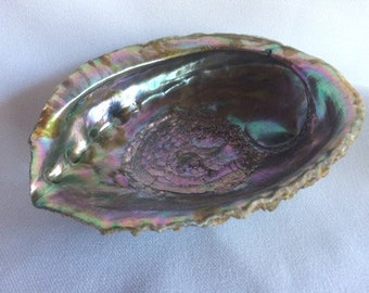 Abalone Shell
