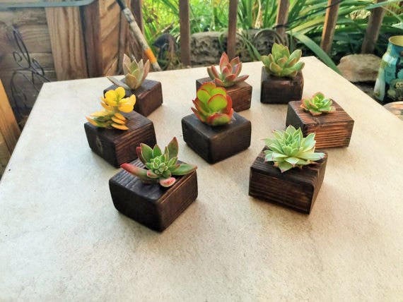 50 Succulent wedding favors in small wood /wooden planter box.