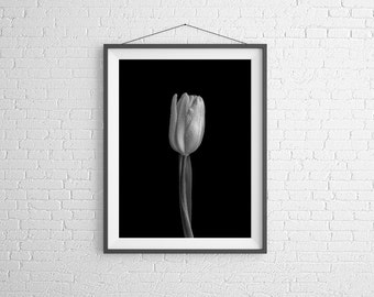 Fine Art Photography Print - Flower, Nature, Studio - Black and White Tulip With Dew