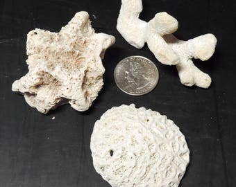 WHITE CORAL chunks Collection of three different types of coral for collecting, crafts or jewelry / Lot of 3 / R67