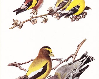 1917 Bird Print - Plate 79 - Goldfinch - Vintage Antique Art Illustration by Louis Agassiz Fuertes 100 Years Old