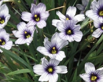White Blue Eyed Grass Sisyrinchium / Perennial Flower Seeds