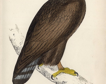 handcoloured engraving 'Golden Eagle' 1860