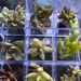 Tiny little succulent collection of 24 grown to be small perfect for fairy gardens