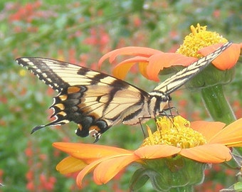 Butterfly on a Flower-- Park Series Photo 5x7 and 8x10 available