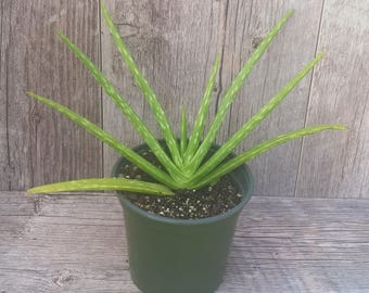 Aloe Vera