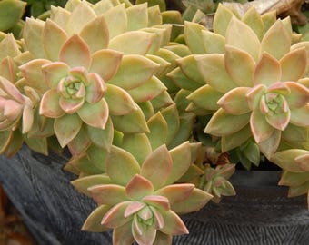 Hens and Chicks (Simpervivum) Starter Plants