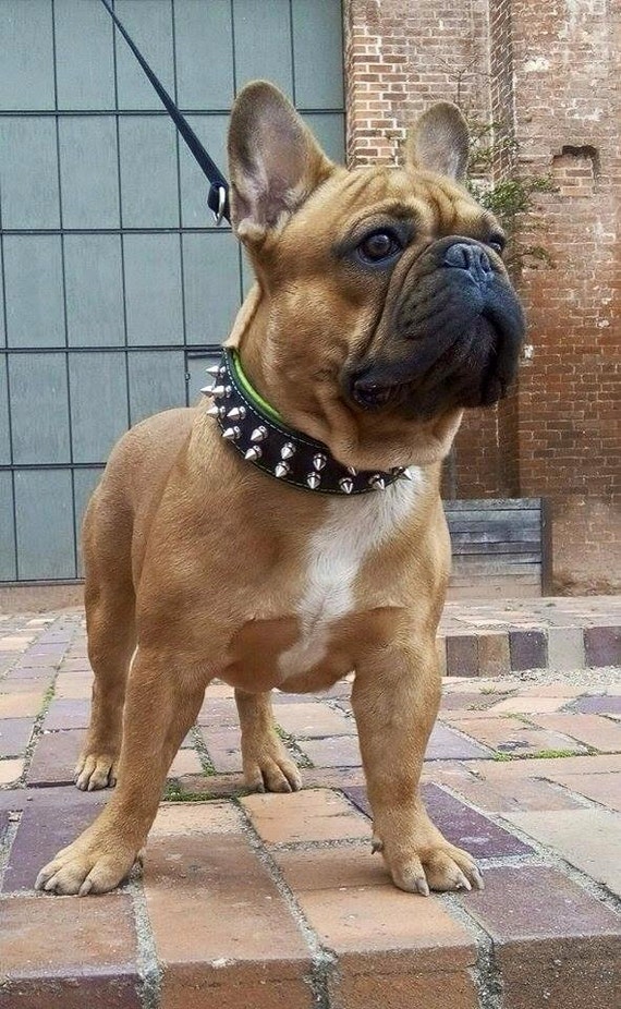 Best Mid Size Dogs To Own Best Mid Size Dogs To Own