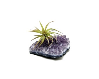 Amethyst Crystal Quartz with Air Plant / Healing Garden / Terrariums / Tillandsia Gift / Naturalist