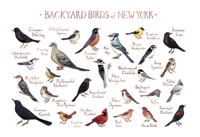 New York Backyard Birds Field Guide Art Print / Watercolor