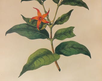 Botanical print Vintage Flower print Cameraria Dubia botanical floral art illustration