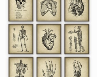 Human Anatomy Antique Art Print Set of 12 Vintage Anatomy