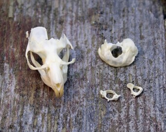 Real Vole Skull Rodent Partial Bones Jaw Mandible