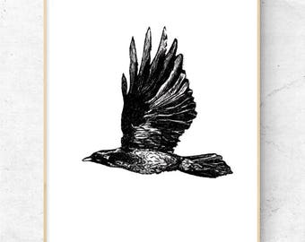 Black and White, Pen Drawing, Crow, Animal Art, Printable, Digital Download