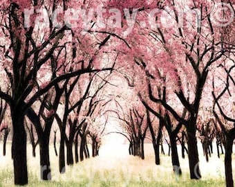 Cherry Blossoms Photograph Pink Trees Print Baby Girl Nursery Decor Nature Photography
