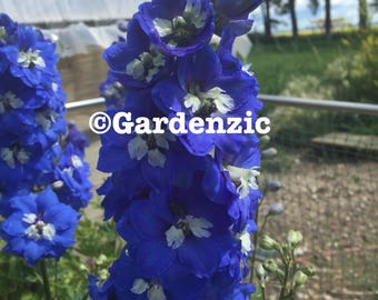 Delphinium Blue - Poster