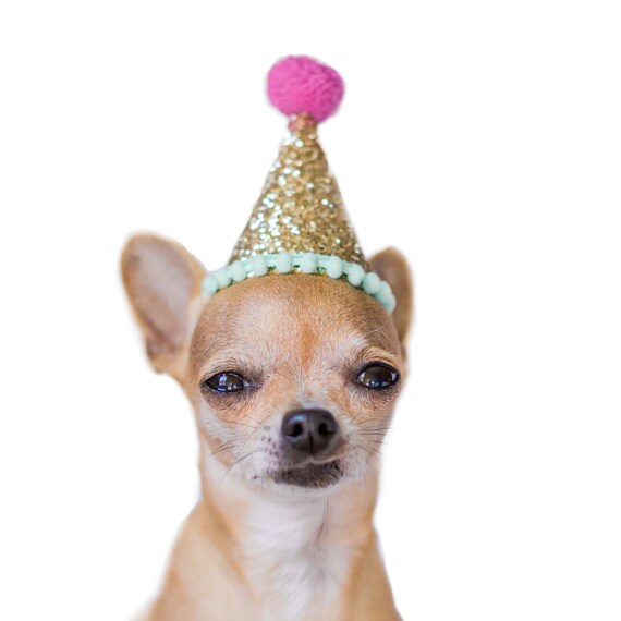 Dog Birthday || Dog Party Hat || Dog Costume || Dog Birthday Party || Cat Birthday Hat