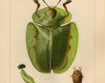 Vintage lithograph of tortoise beetle, green tortoise beetle from 1955