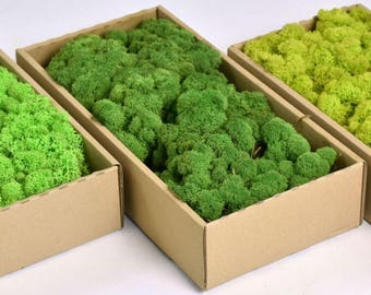 wall decoration, wall art, wall garden,preserved moss, reindeer moss , , lichen moss, moss, moss work, Bulk moss, vertical wall