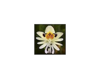 15 White Angel Orchid Seeds-1194B