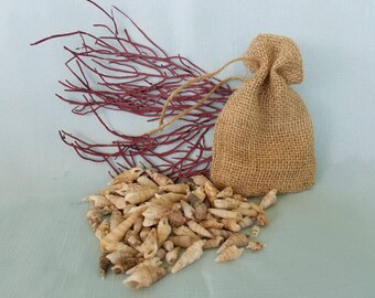 Burlap Bag full of Cerith and Ladder Horn Seashells from Sanibel Island, Florida (Over 60 Shells)