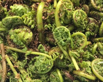 Wild Lady Fiddleheads